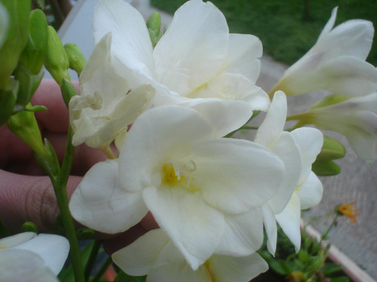 Freesia