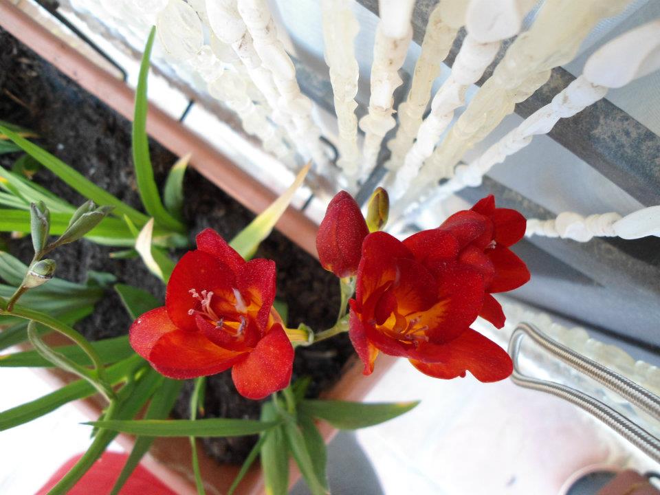 Fresie rosse