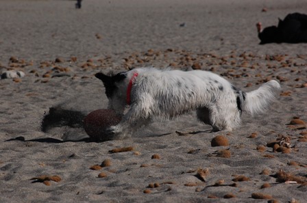 frisbee ti amo!
