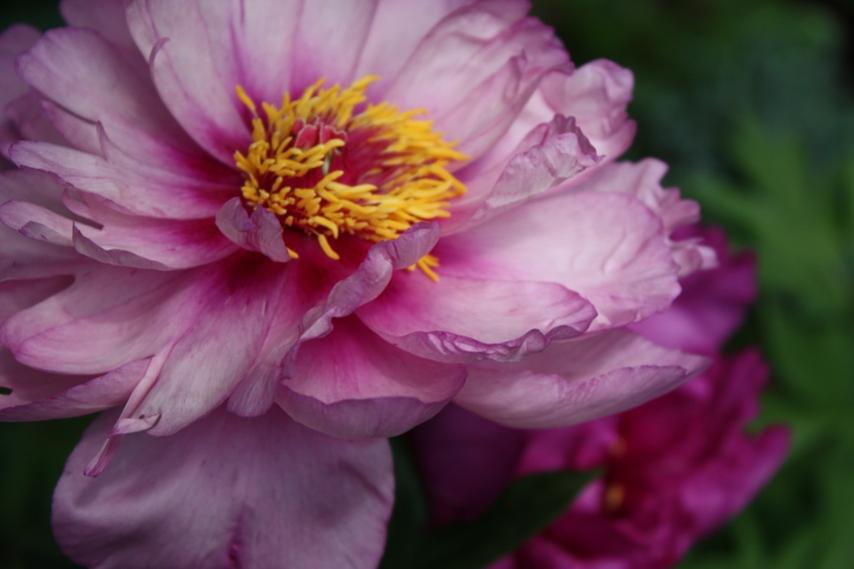 Frist Arrival & Morning Lilac