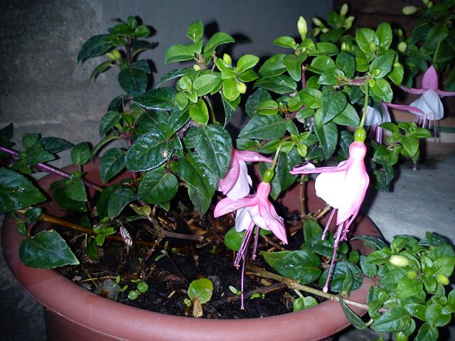Fucsia??