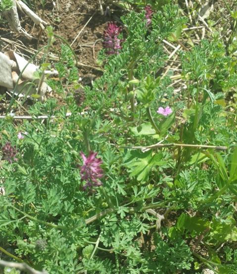 Fumaria officinalis