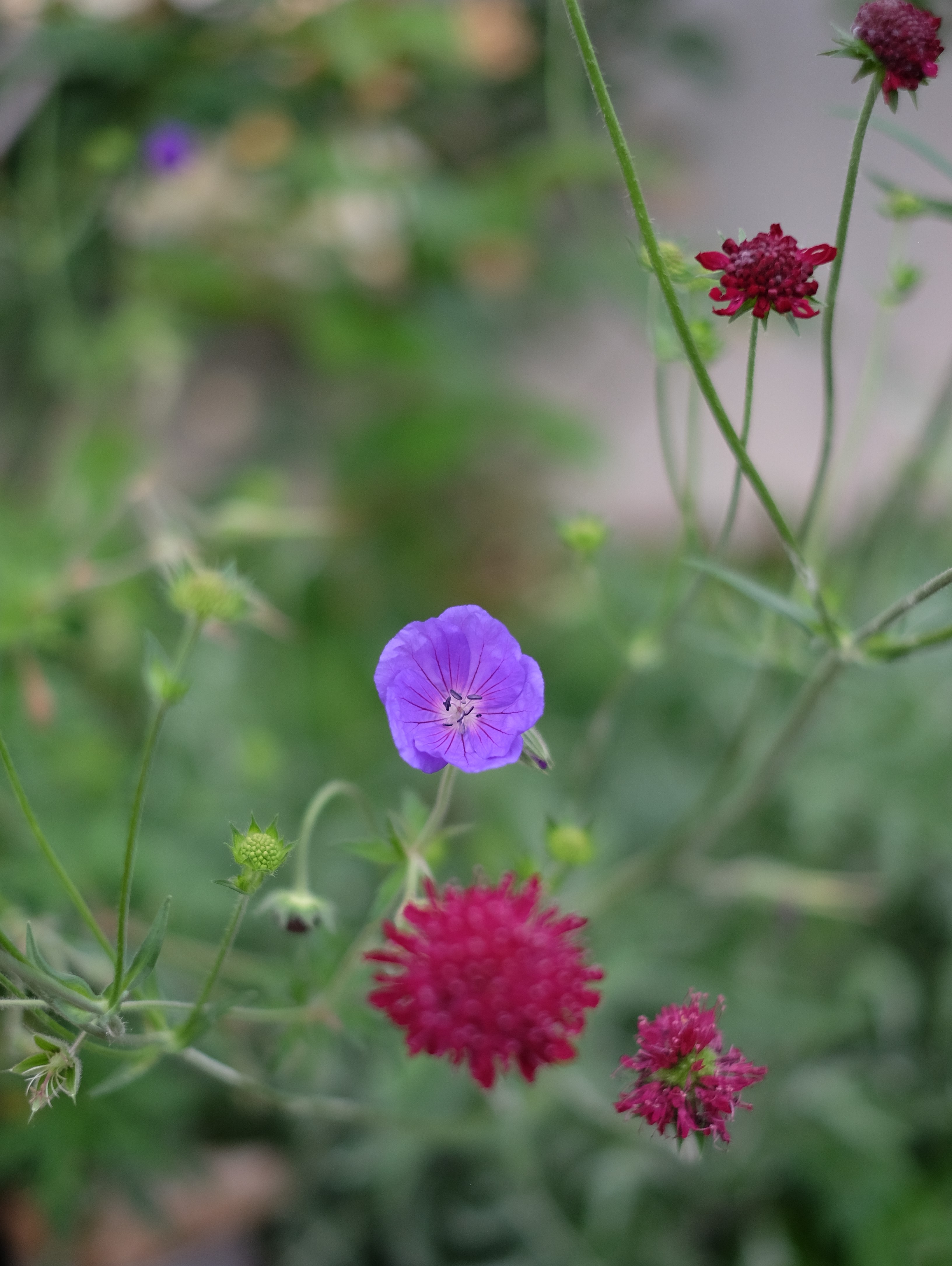 g. Orion, scabiosa.JPG