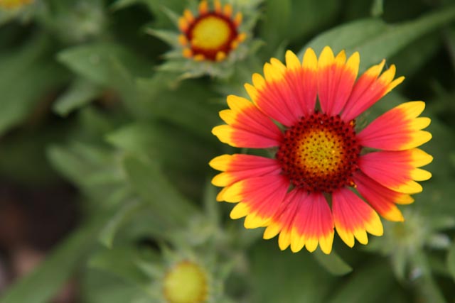 Gaillardia