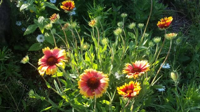 Gaillardia