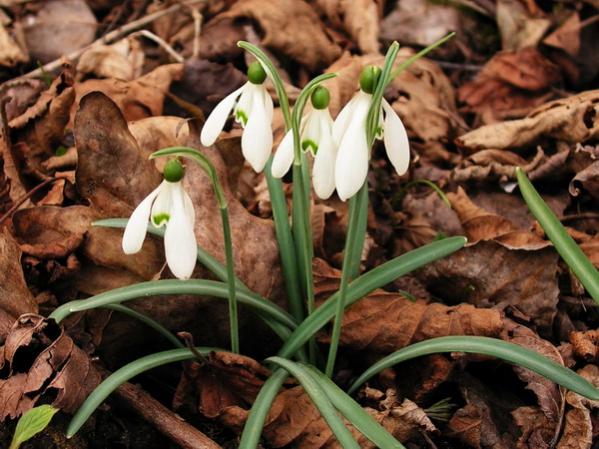 Galanthus nivalis (bucaneve)