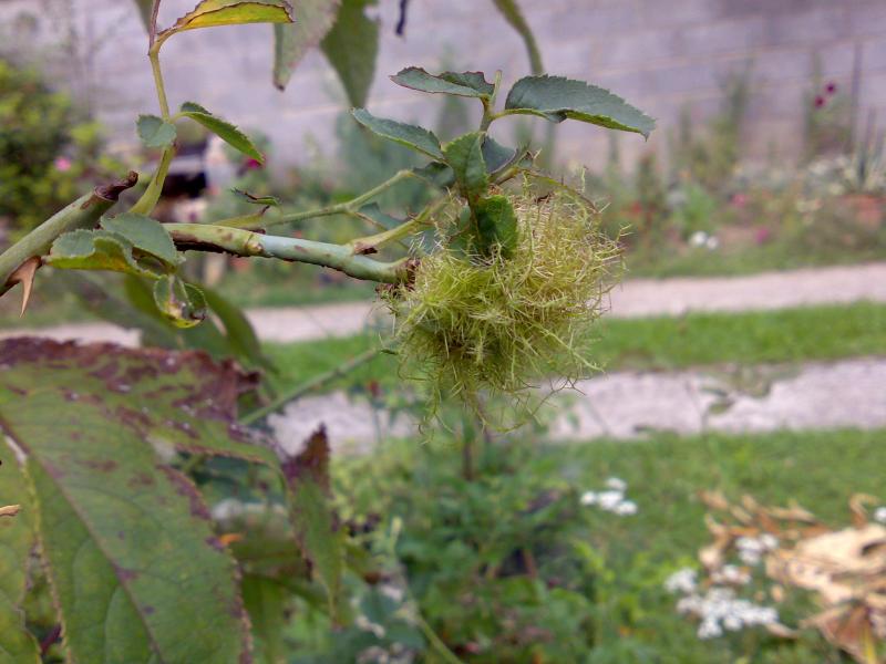 galla di rosa canina