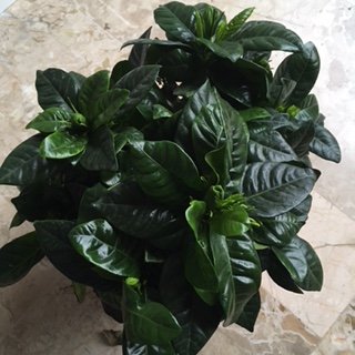 Gardenia 1