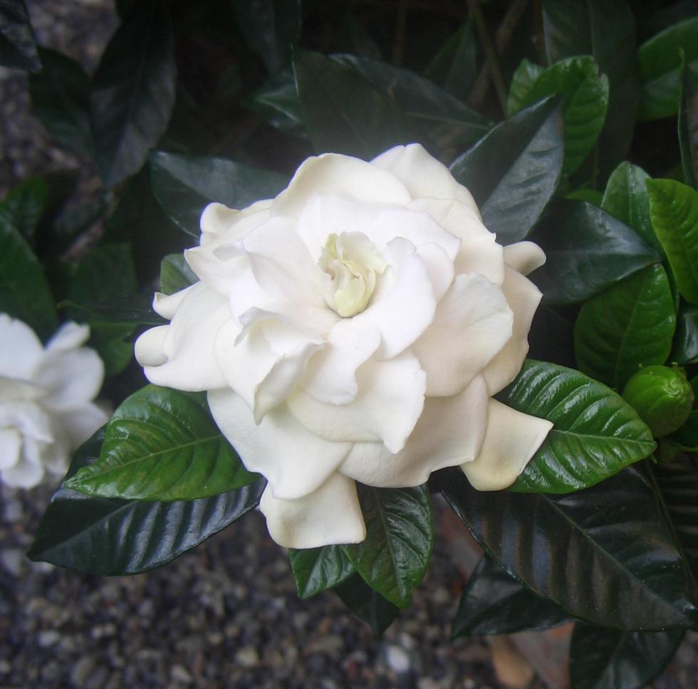 Gardenia Grandiflora