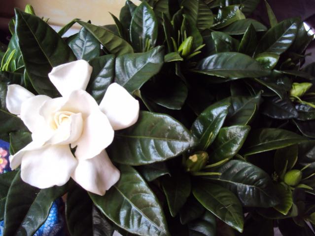 gardenia