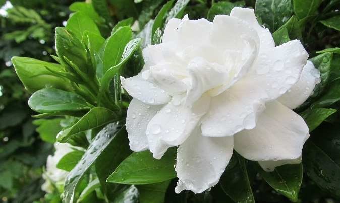 GARDENIA