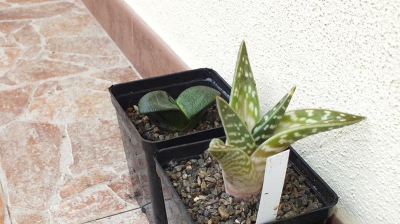 Gasteria Armstrongi + Aloe Variegata