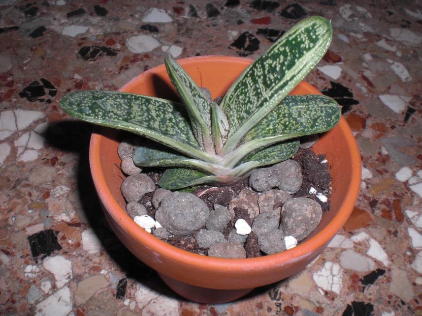 Gasteria bicolor