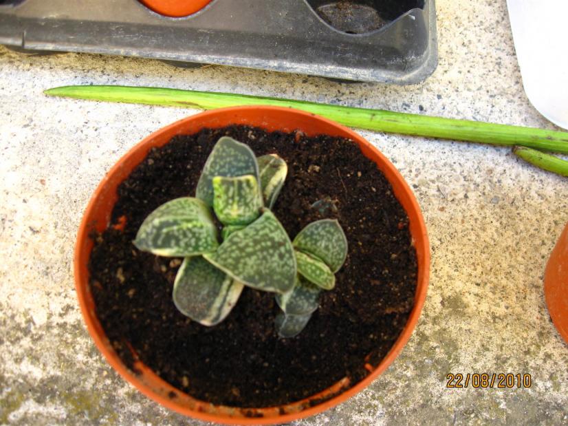 gasteria variegat