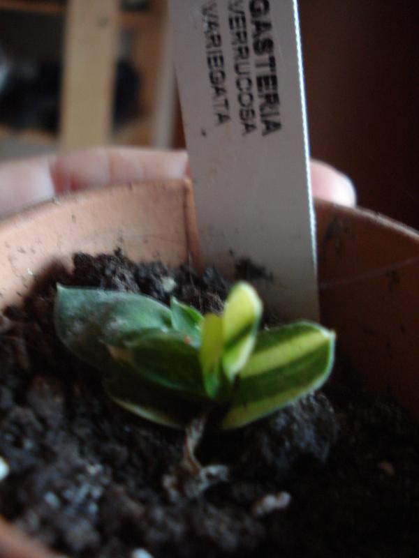 Gasteria verrucosa variegata