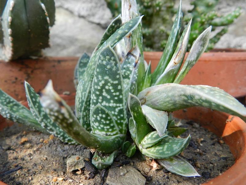 Gasteria verrucosa