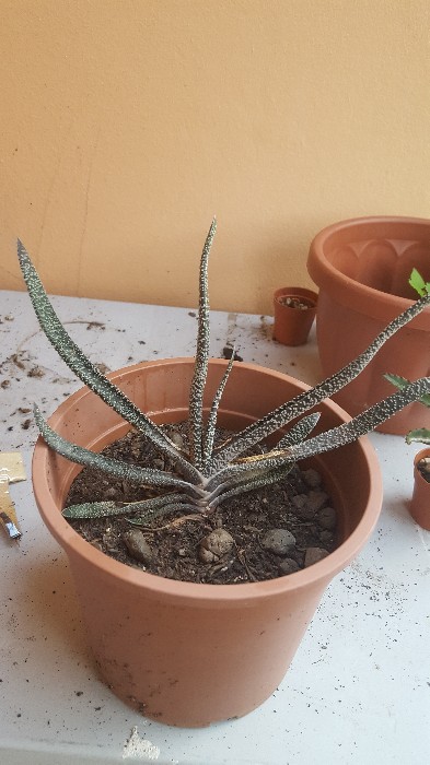 Gasteria Verrucosa