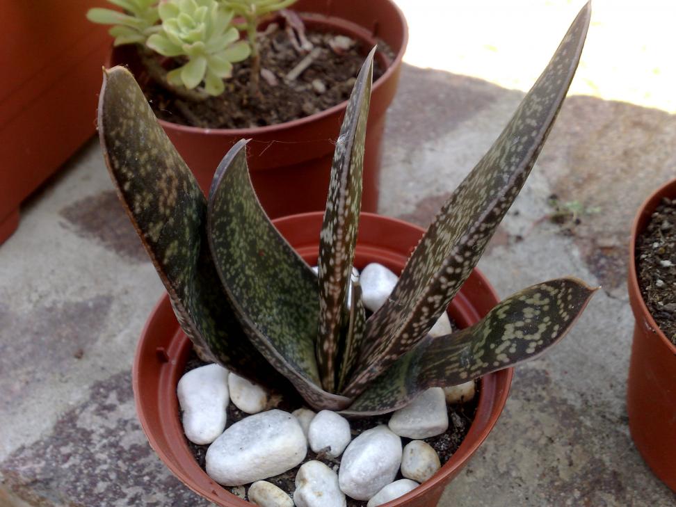 Gasteria