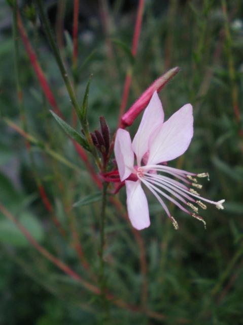 gaura