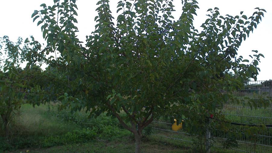 Gelso bianco , eta 6 anni