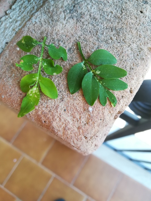 Gelsomino 1