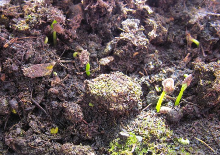 Gelsomino a  forma di rosa