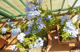 Gelsomino Azzurro