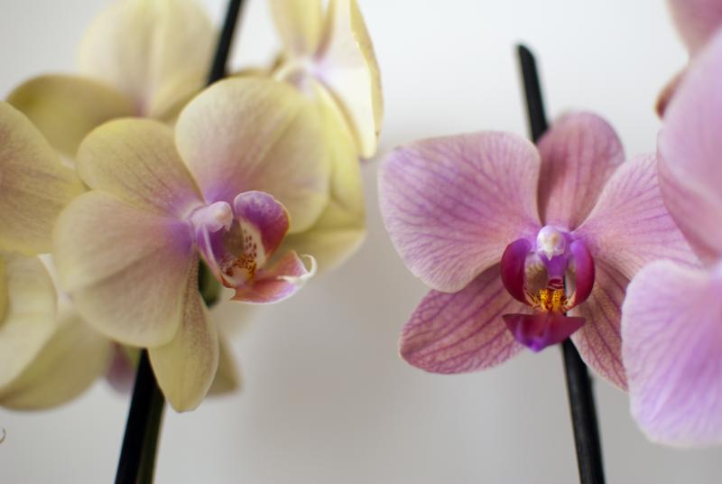 Gemelle diverse Phal nr12 + Phal nr13