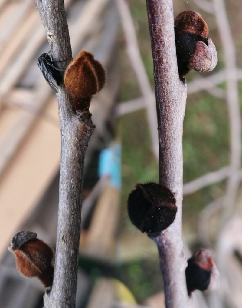 Gemme fiori Asimina Triloba