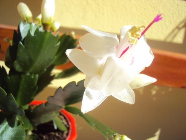 gennaio 017