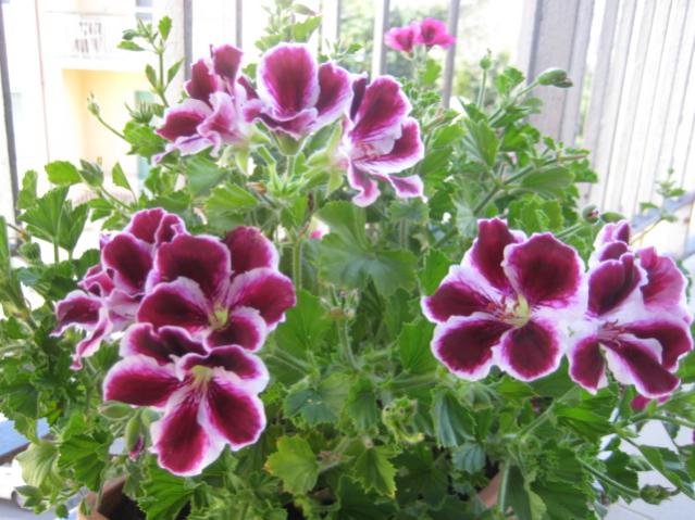 Geranio Pelargonium Imperiale