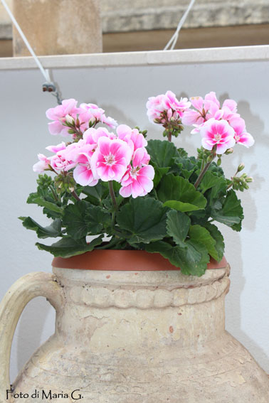 geranio zonale rosa e bianco