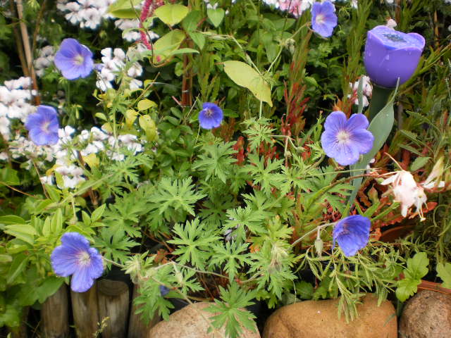 geranium himalayense