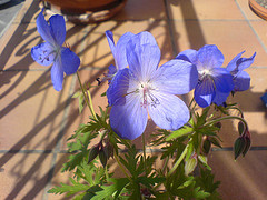 Geranium Jhonson Blue