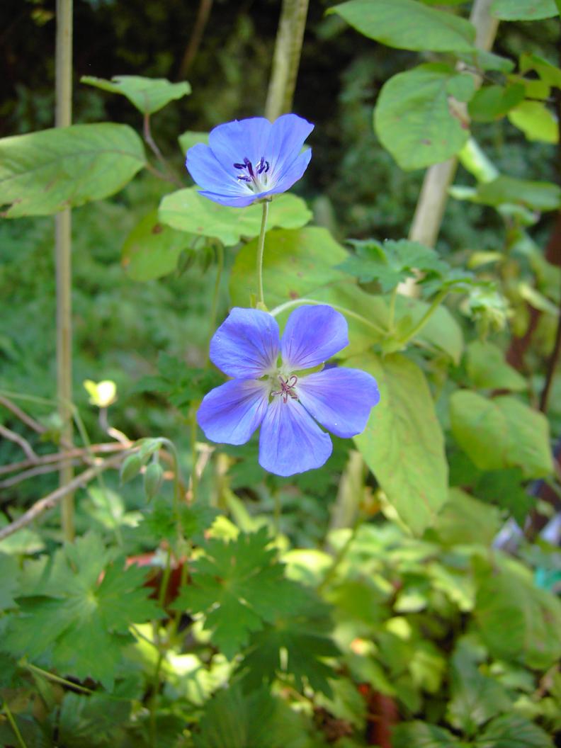 Geranium 'Jolly Bee'