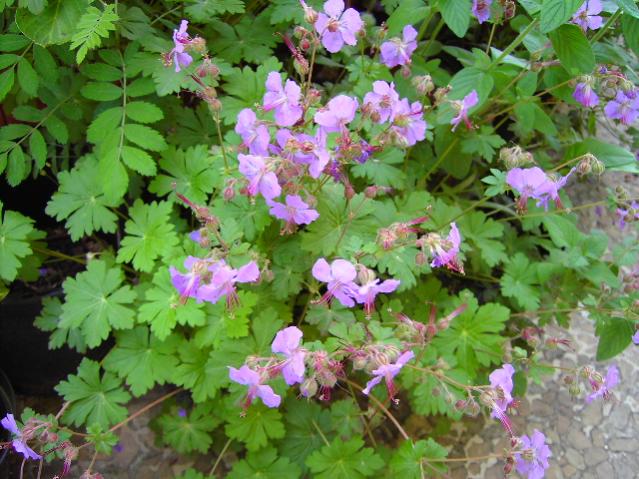 Geranium macrorrhizum