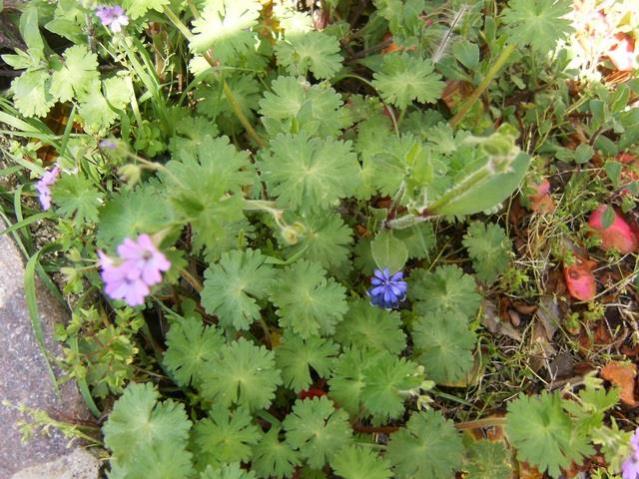 Geranium molle e muscari