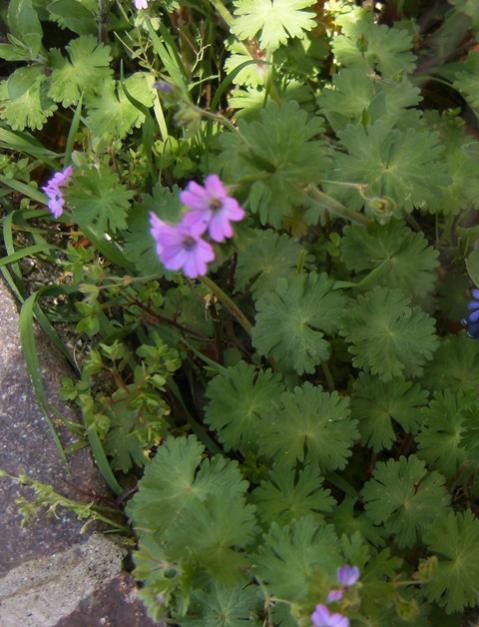 Geranium molle