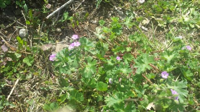 Geranium pusillum P