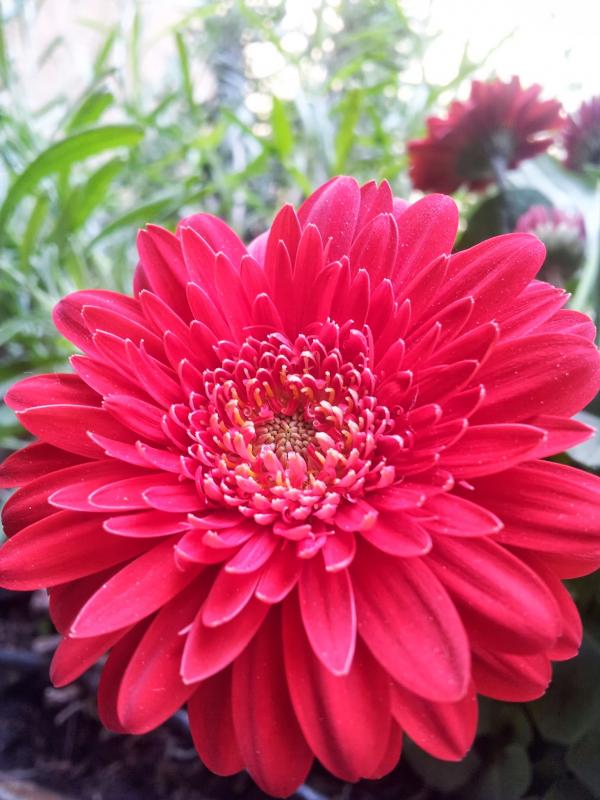 Gerbera