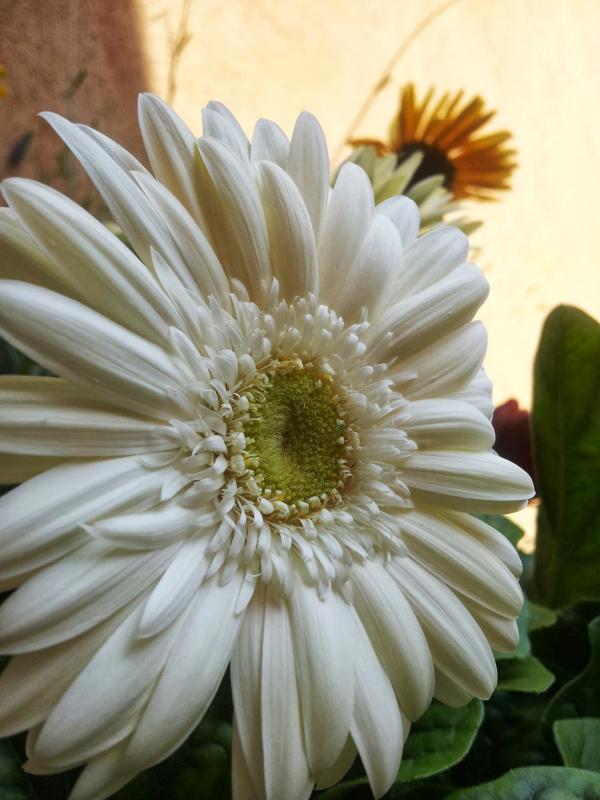 Gerbera