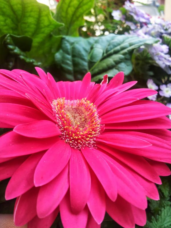 Gerbera