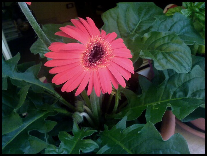 gerbera