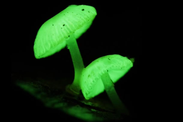 Gerronema virdilucens