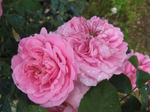 Gertrude Jekyll 3796