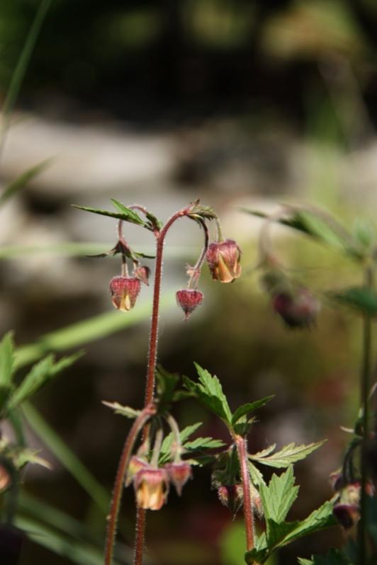 Geum rivale - Geo da riva