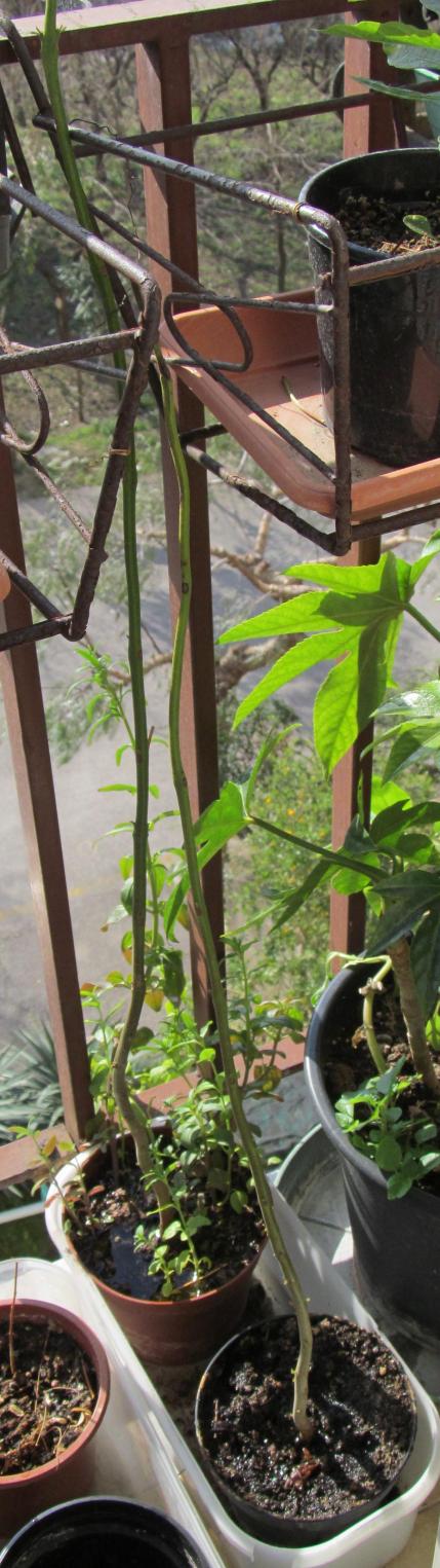 Giacaranda ...un anno dopo