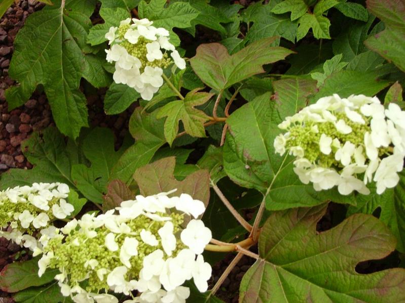 giardinaggio 005 h.quercifolia