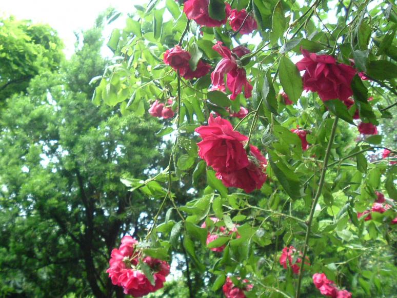 GIARDINO 2013 004
