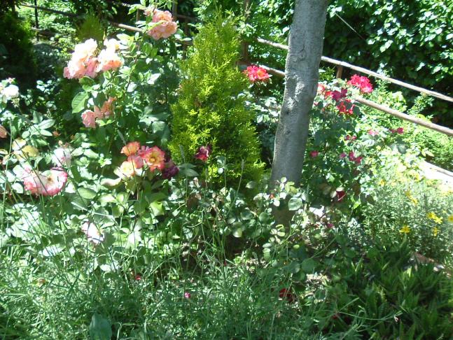 GIARDINO 2013 007